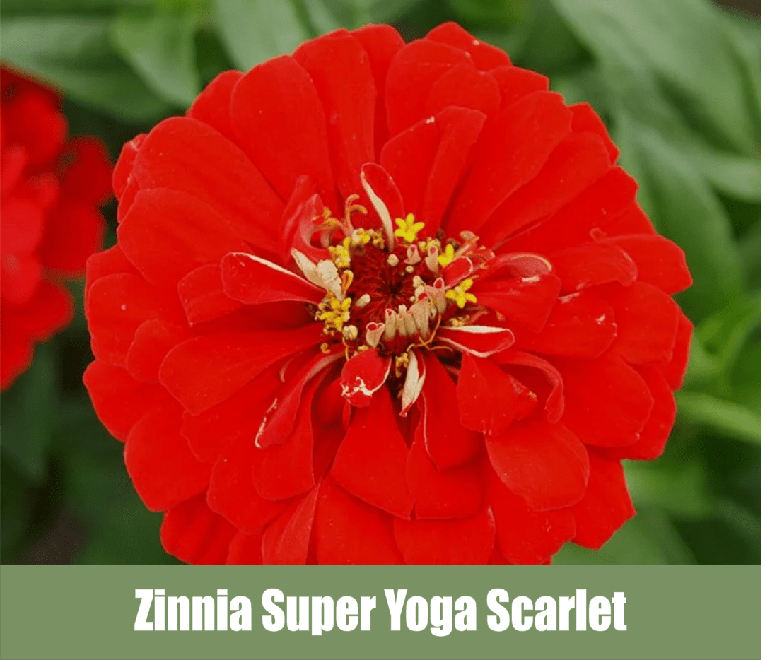 Zinnia Super Yoga Scarlet